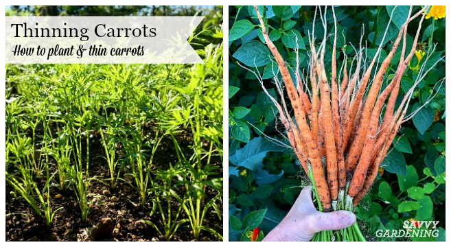 Thinning carrots is a necessary task to ensure a good crop of long, carrot roots.