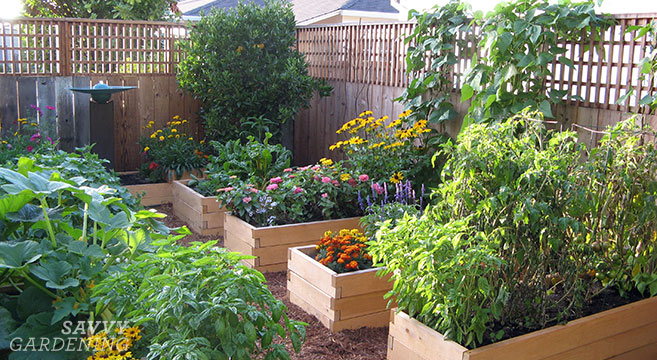 Planting A Raised Bed Tips On Spacing Sowing And Growing - What To Put Between Raised Garden Beds