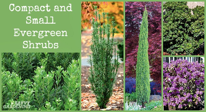 Small Evergreen Shrubs for Yards and Gardens