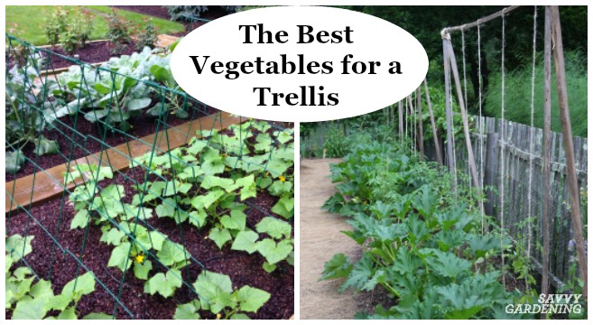 Learn the best vegetables for a trellis