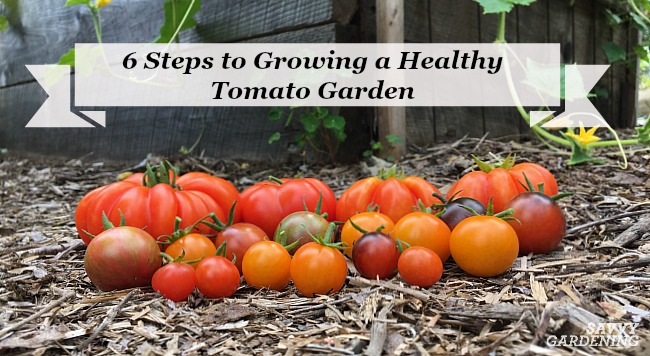 https://savvygardening.com/wp-content/uploads/2019/06/Growing-a-healthy-tomato-garden.jpg