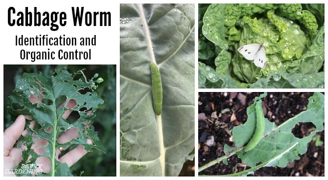 Proper identification and organic control of imported cabbage worms
