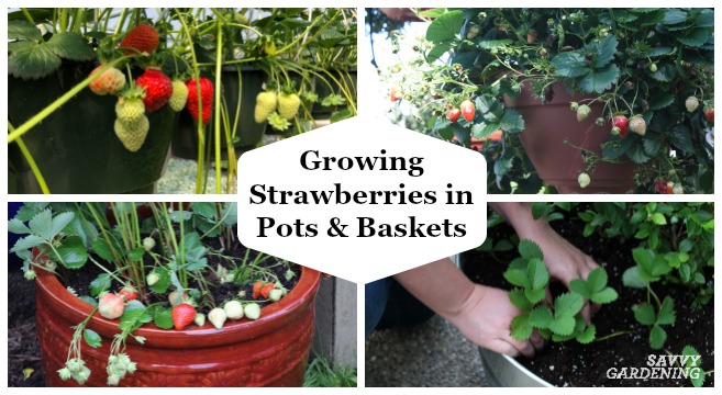 Growing strawberries in pots and baskets is a fun and easy way to enjoy a homegrown harvest of juicy berries