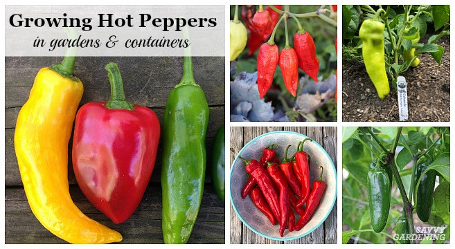 Learn about growing hot peppers in gardens and containers.