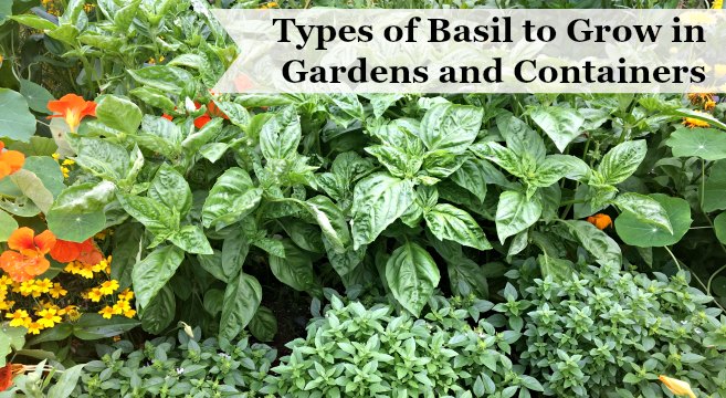 Learn the many different types of basil to grow in gardens and containers
