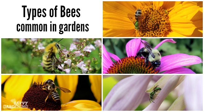Discover many different types of bees common to yards and gardens.