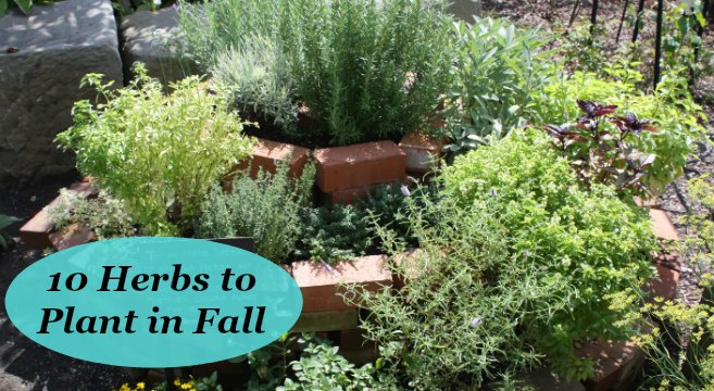 10 Herbs To Plant In Fall For Gardens, Pictures Of Herb Container Gardens