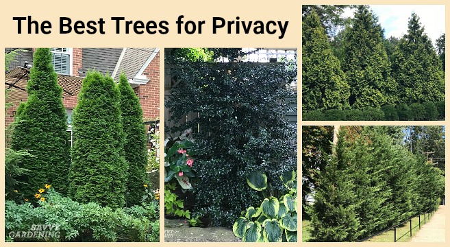 Border trees for small yards