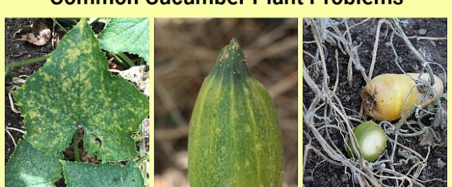 Get help identifying common cucumber pathogens and pests