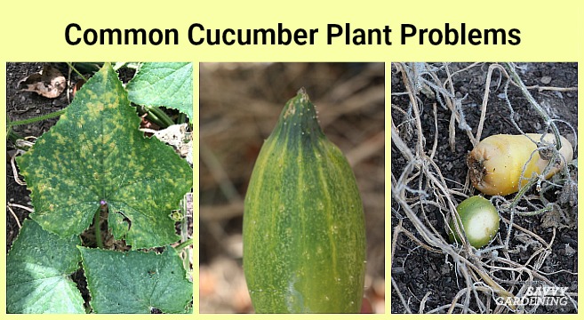 What Eats Cucumber Plants? 