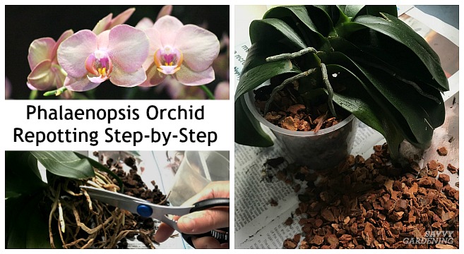 When is it time to repot a Phalaenopsis orchid