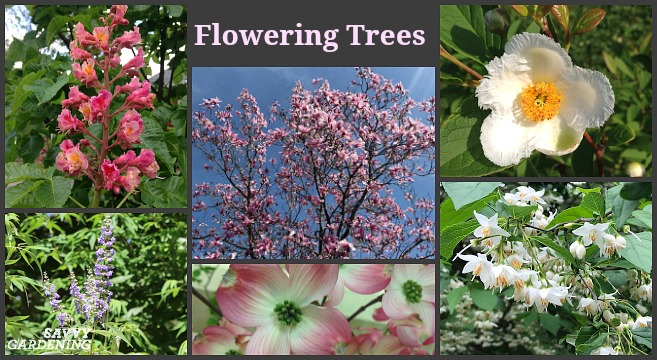 Flowering Trees For Home Gardens 21