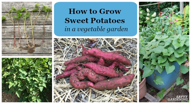 Learn how to grow sweet potatoes in a. home garden