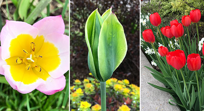 Plant perennial tulips