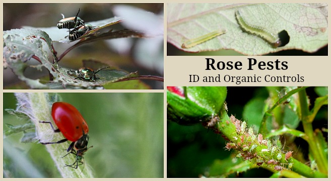 Different pests that eat rose plants