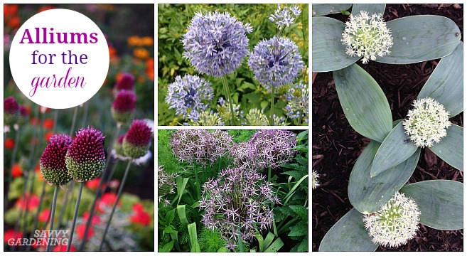 Different types of allium bulbs for the garden