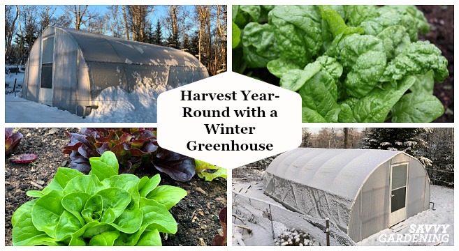 Grow vegetables year round with a winter greenhouse.