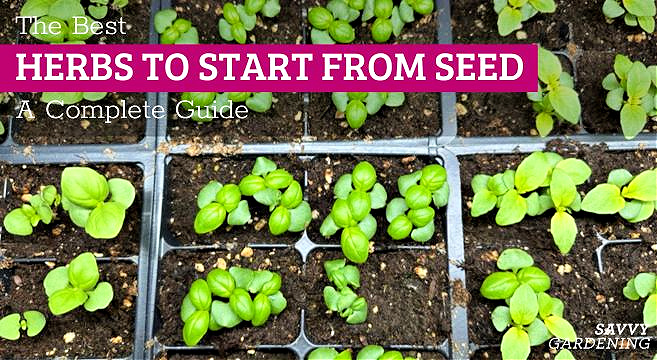 the best herbs to start from seed