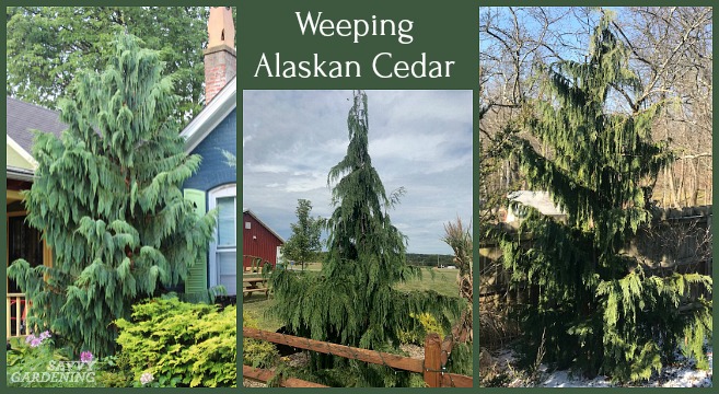 Weeping Alaskan cedars are among the most beautiful evergreen trees.