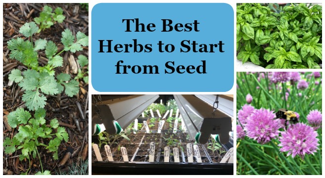 Learn the best herbs to grow from seed