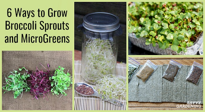 Growing sprouts of broccoli
