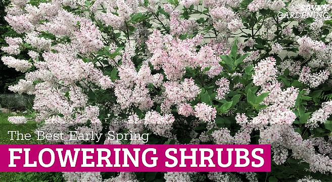 The best early spring flowering shrubs