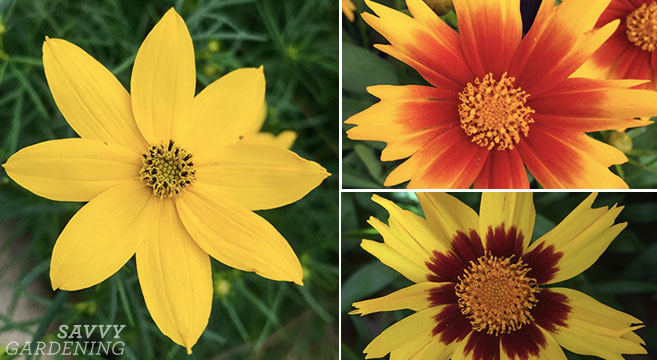 Coreopsis 'Zagreb' and other tickseed varieties for the garden