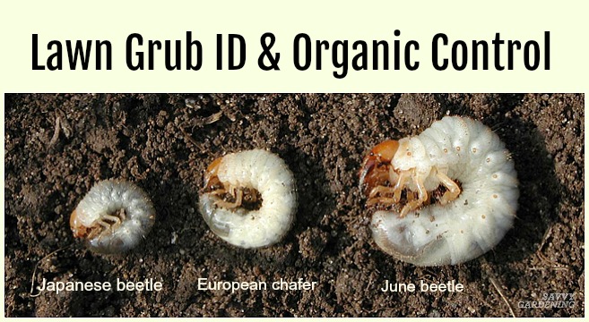 Grub worm organic control