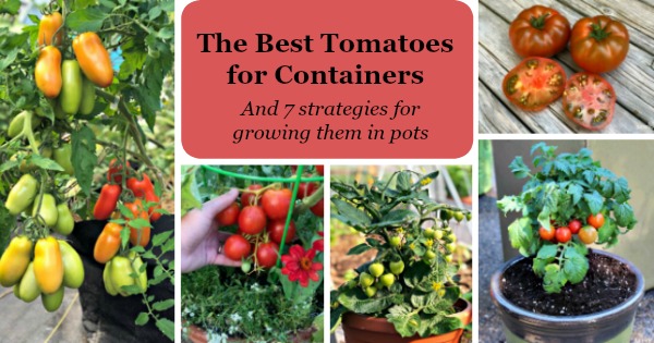 tomato planting fertilizer Tomato Fertilizer 40 lbs main image 0