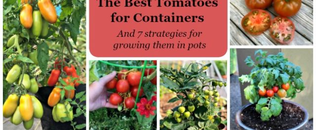 Learn the best tomato varieties to grow in pots