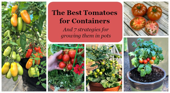 Learn the best tomato varieties to grow in pots