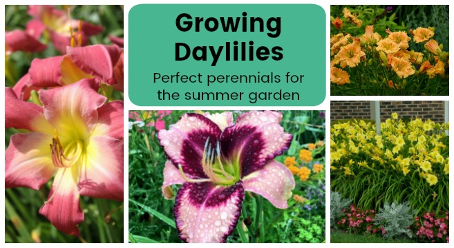 how to grow daylilies in your garden