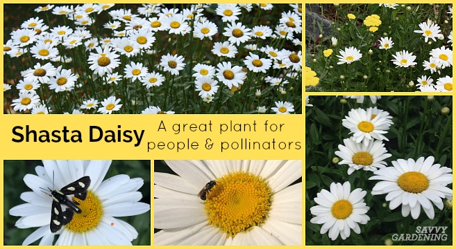 Shasta daisies are great plants for people and for pollinators.