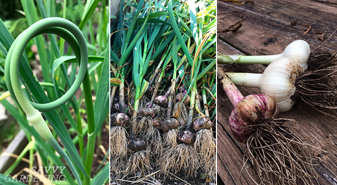 when to harvest garlic and garlic scapes