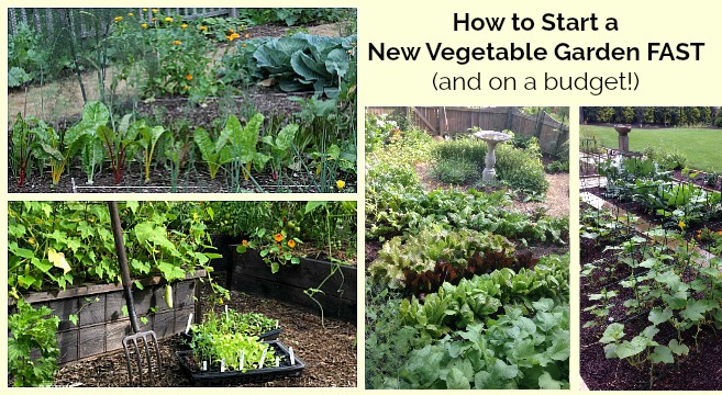 How To Start A Vegetable Garden Fast, How To Start Garden From Scratch