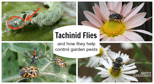 The Tachinid Fly:Get to know this beneficial insect