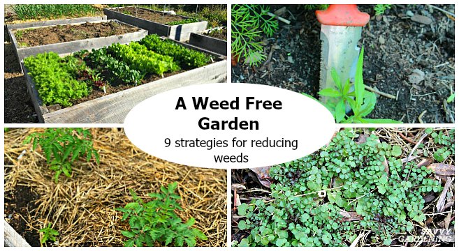 A Weed Free Garden 9 Strategies For, What Is The Best Ground Cover To Prevent Weeds