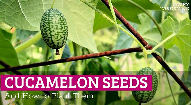 Learn how to plant cucamelon seeds