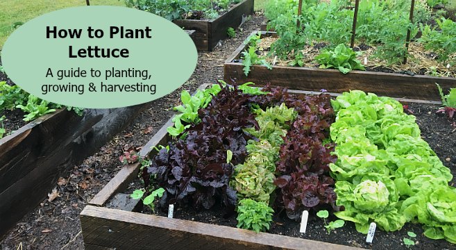 How to plant lettuce in a garden