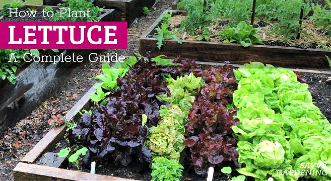 A guide on how to plant lettuce