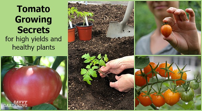 What Makes Tomato Plants Grow Best 