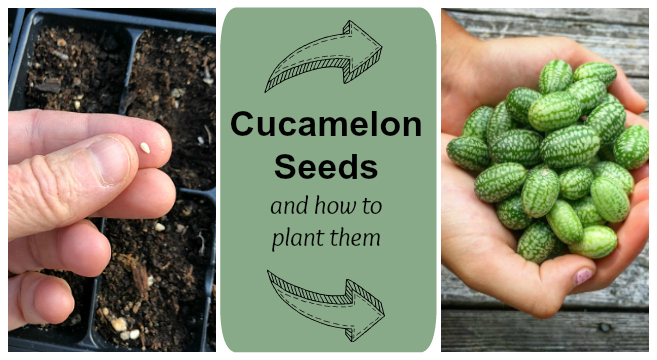 Growing cucamelons from seed
