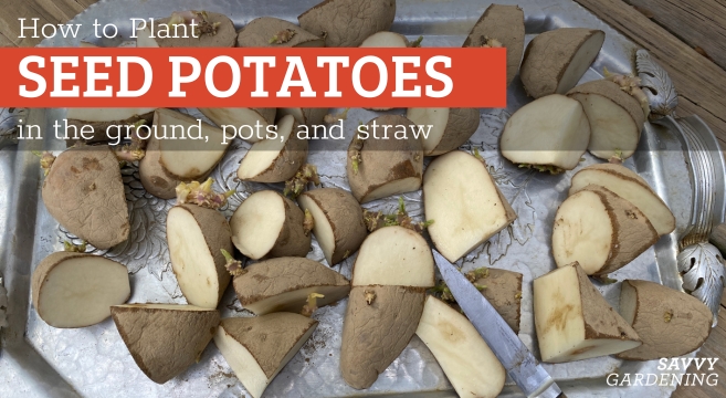 When and how to plant seed potatoes in gardens, containers, and straw.
