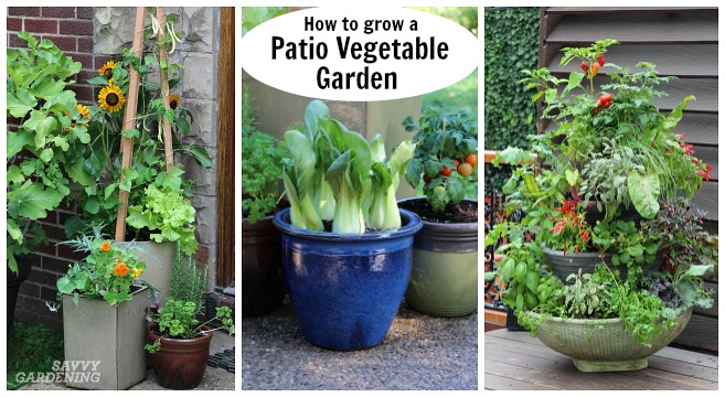 Patio Vegetable Garden Setup And Tips, Vegetable Garden Pots