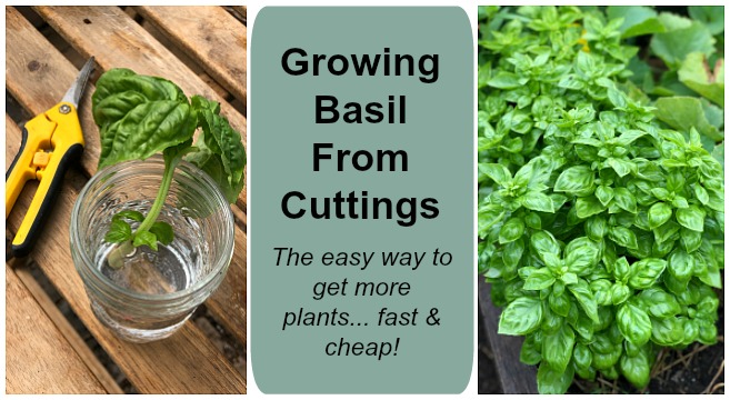 Basil can be started from seeds, transplants, or with cuttings.