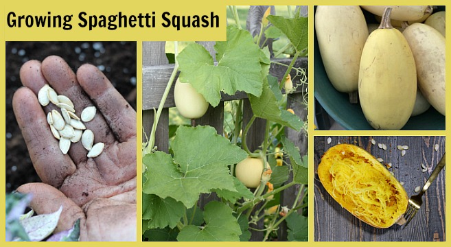Step by step technique for growing spaghetti squash