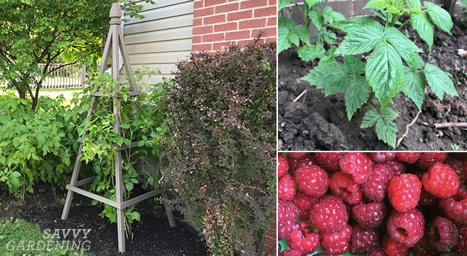 How Deep Do Raspberry Roots Grow? 
