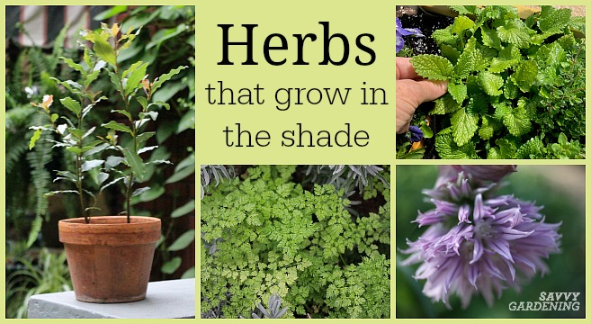 The best herbs for growing in the shade