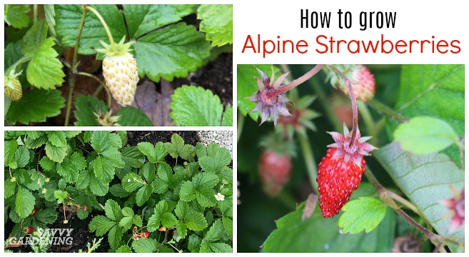 How to grow alpine strawberries