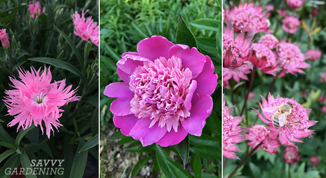 Pink perennials for spring, summer, and fall blooms